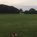 凡人で終わりたくないなら犬と同じ「1日1食」または「2食」