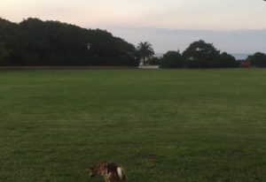 凡人で終わりたくないなら犬と同じ「1日1食」または「2食」