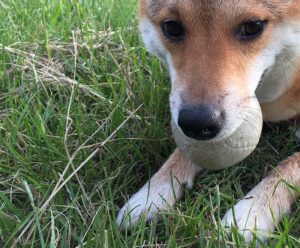 自由を求めすぎると不自由になるのですよ