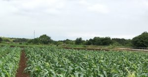 ソフトバンクが反日と言われる理由 島国スキップはアウトでは