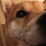 一番賢い生き方は、すぐに自殺することなのか？