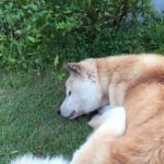 東日本大震災を予知した松原照子さん