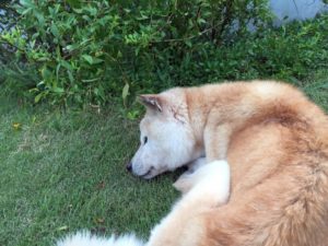 東日本大震災を予知した松原照子さん