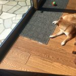 2020年3月20日の人類滅亡説と「100日後に死ぬワニ」