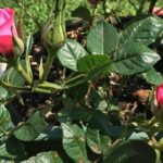 この世界には自分しかいないという事実を知った方が良い