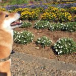 宇宙連合来る来る詐欺