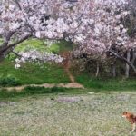 日月神示の予言