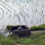 SNSで「お金」の絵が出てきたら詐欺だと思え