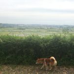 卑弥呼の正体がついに判明しました