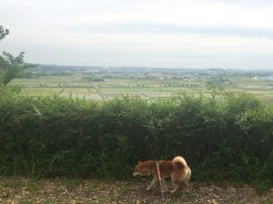 卑弥呼の正体がついに判明しました