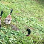 トドメノフミの予言