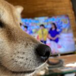 宇宙人の生まれ変わりの人の話①