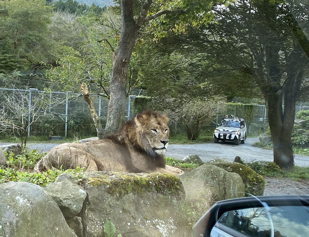 富士サファリパークでライオンに食われそうになった件