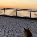 南海トラフ地震で日本は一度滅びた？