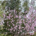 陰謀論一問一答