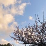 ゲルビーツのワ●チ●で人口削減計画