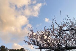 ゲルビーツのワクチンで人口削減計画