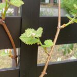 スマート・ナチズムでみんな幸せ