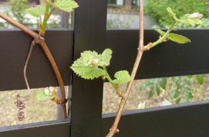 スマート・ナチズムでみんな幸せ