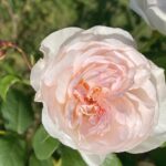 死ぬまで贅沢できるカネがあってもネガティブ卒業できない件