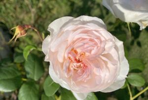 死ぬまで贅沢できるカネがあってもネガティブ卒業できない件