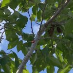 夢日記からわかる未来と前世