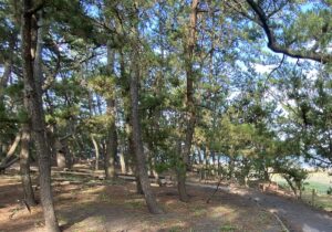 科学的裏付けのない霊能力は地上波で放送できないのです！