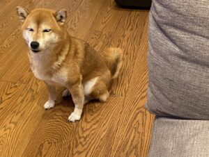 ストレスは歳をとれば自然と減ってきますよ