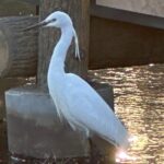 亡父の納骨が終わりまして…