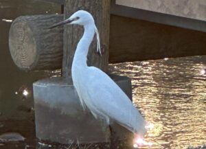 亡父の納骨が終わりまして…