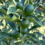 「人と違うことをしろ」の罠から逃れるためには